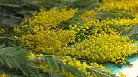 Bright floral background 스톡 동영상 242286104