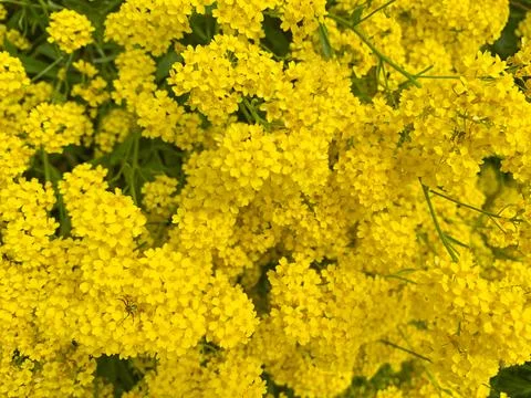 Bright floral background, texture, pattern, wallpaper. Studio Photo. Stock Photos