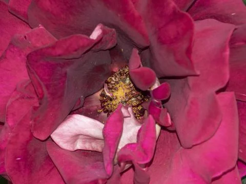 Bright floral macro background. Macro of a crimson-purple rose flower, select 스톡 사진