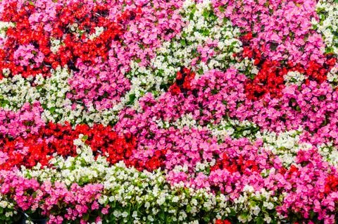Bright flower background. Foto stock