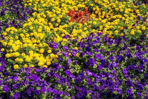 Bright flower bed Stock Photos