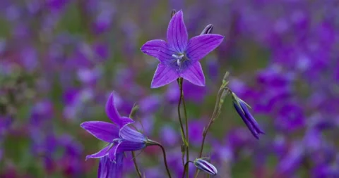 Bright Flower Bell 4K Stock Footage 112493273