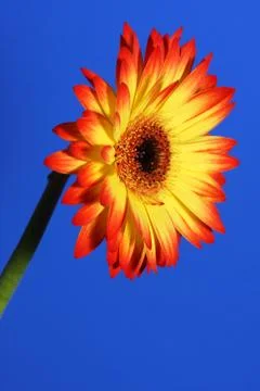 Bright flower Stock Photos