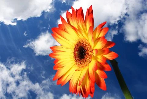 Bright flower Foto stock