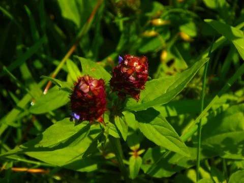 Bright flower Stock Photos