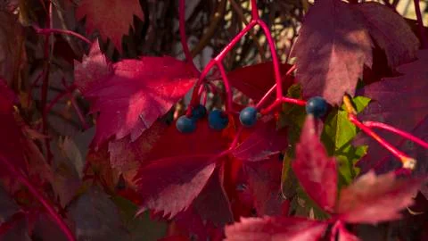Bright flowered leaves with berries on a fall day Stock Photos