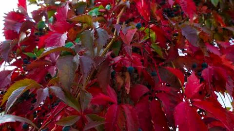 Bright flowered leaves with berries on a fall day Stock Photos