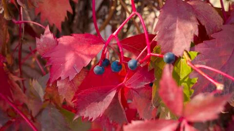 Bright flowered leaves with berries on a fall day Stock Photos