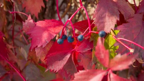 Bright flowered leaves with berries on a fall day Stock Photos