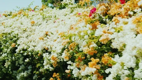 Bright flowering bushes in a tropical resort. Precisely and neatly trimmed Stock Footage