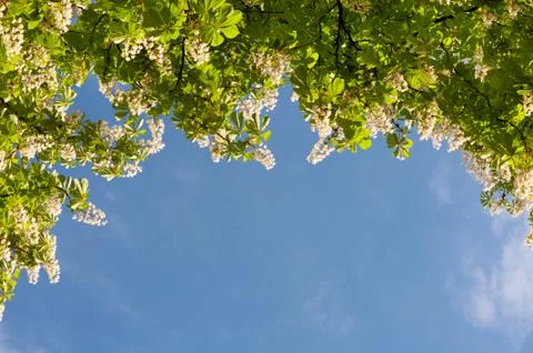 Bright flowers of Aesculus tree on blue sky Stock Photos