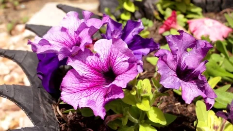 Bright flowers and grass Stock Footage 76641724