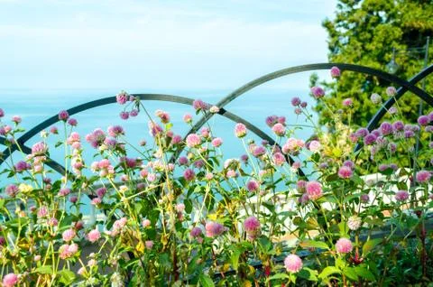 Bright flowers on a background of blue sea and sky with clouds Stock Photos