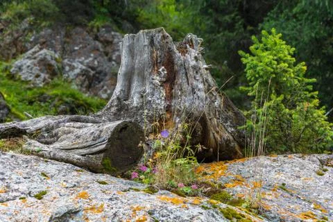 Bright flowers on a background of an old tree stump. Stock Photos