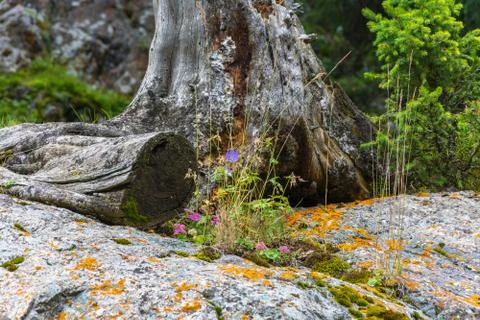 Bright flowers on a background of an old tree stump. Stock Photos