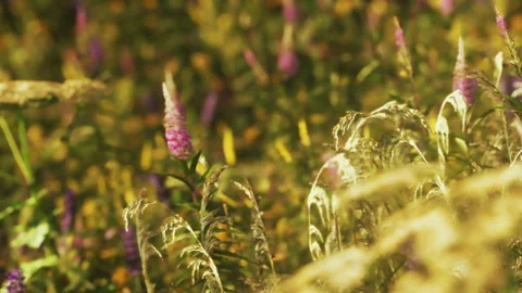Bright flowers bloom in a field during late afternoon sunlight Stock Footage 342049783