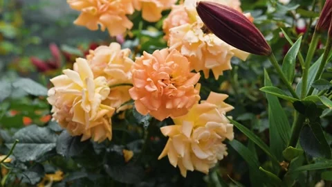 Bright flowers bloom in a garden, showcasing an array of roses and lily buds. Видео 344670562