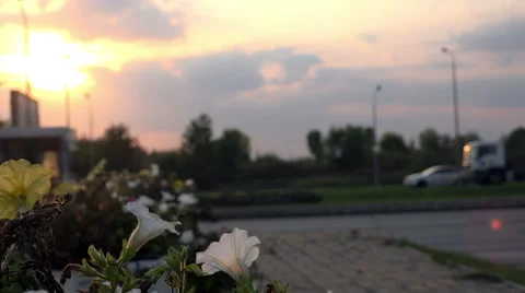 Bright flowers in focus at close range near the road in the wind Stock Footage 41974156
