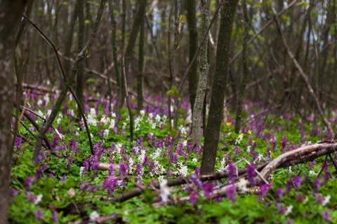 Bright flowers in the forest Stock Photos