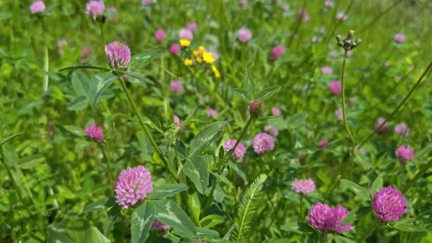 Bright flowers on the grass Video stock 310631863