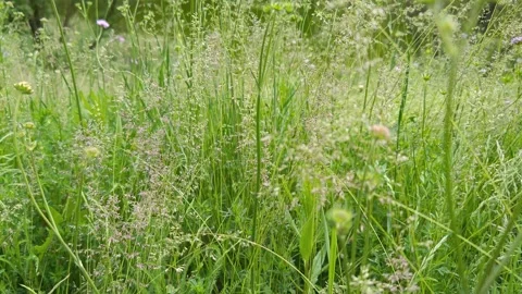 Bright flowers on the green thick grass on the lake shore Stock Footage 310631956