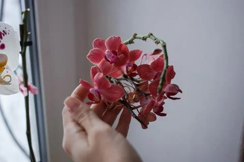 Bright flowers grow on the window Stock Photos