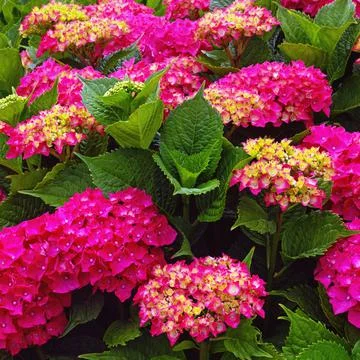 Bright flowers of hydrangea - Hydrangea macrophylla - in garden Stock Photos