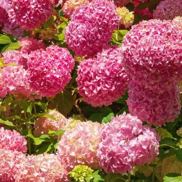 Bright flowers of Hydrangea Stock Photos