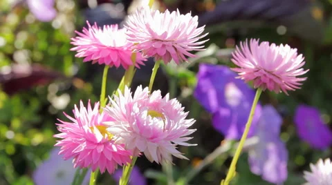 Bright flowers of India Stock-Footage 61183234