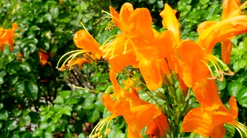 Bright flowers of India Stock Footage 68783727