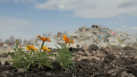 Bright flowers next to the trash Video stock 107513620
