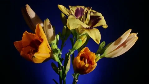 Bright flowers opening on blue background Stock Footage 157643124