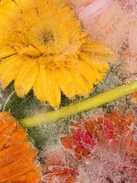Bright flowers Foto stock