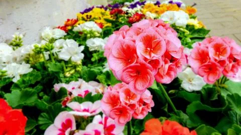 Bright flowers Stock Photos