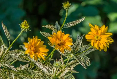 Bright flowers 스톡 사진