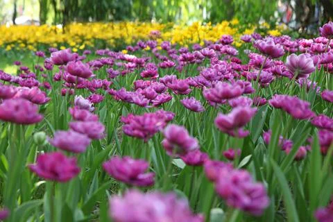 Bright flowers. Stock Photos