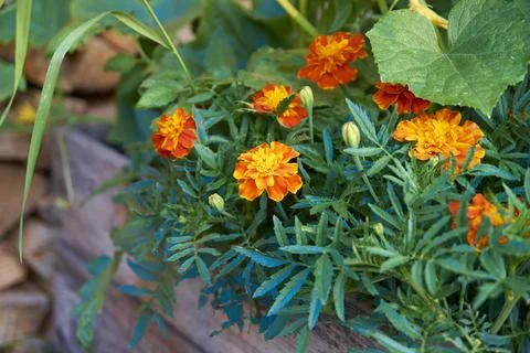 Bright flowers Stock Photos