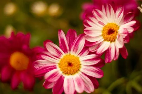 Bright flowers Stock Photos