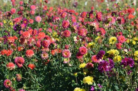 Bright flowers Stock Photos