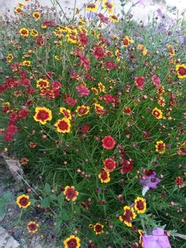 Bright flowers Фото