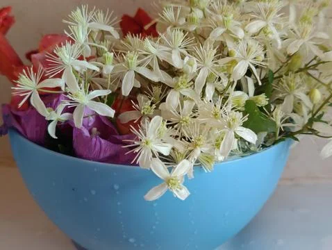 Bright flowers Stock Photos