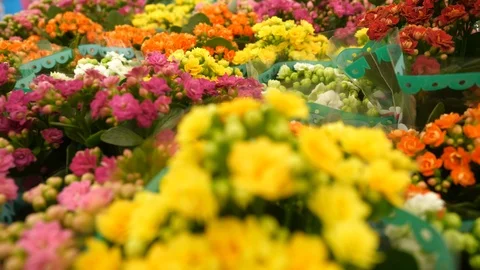 Bright flowers in pots Stock Footage 86459454