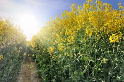 Bright flowers of rape Stock Photos
