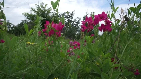 Bright flowers in the spring wind Видео 156707209