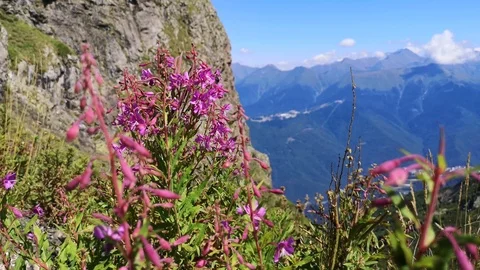 Bright flowers on top of the mountain Stock Footage 114984767
