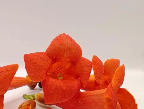 Bright flowers on a white background composition Stock Photos