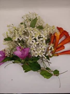 Bright flowers on white composition Stock Photos
