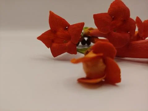Bright flowers on a white table composition Stock Photos