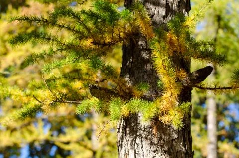 Bright fluffy branches of larix tree. Autumn sunny photo of larch tree. Fall  Stock Photos