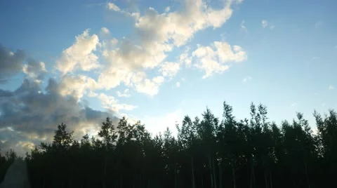 Bright fluffy clouds at blue sky, car ride at wood margin, look up to dark tops Video stock 61728891